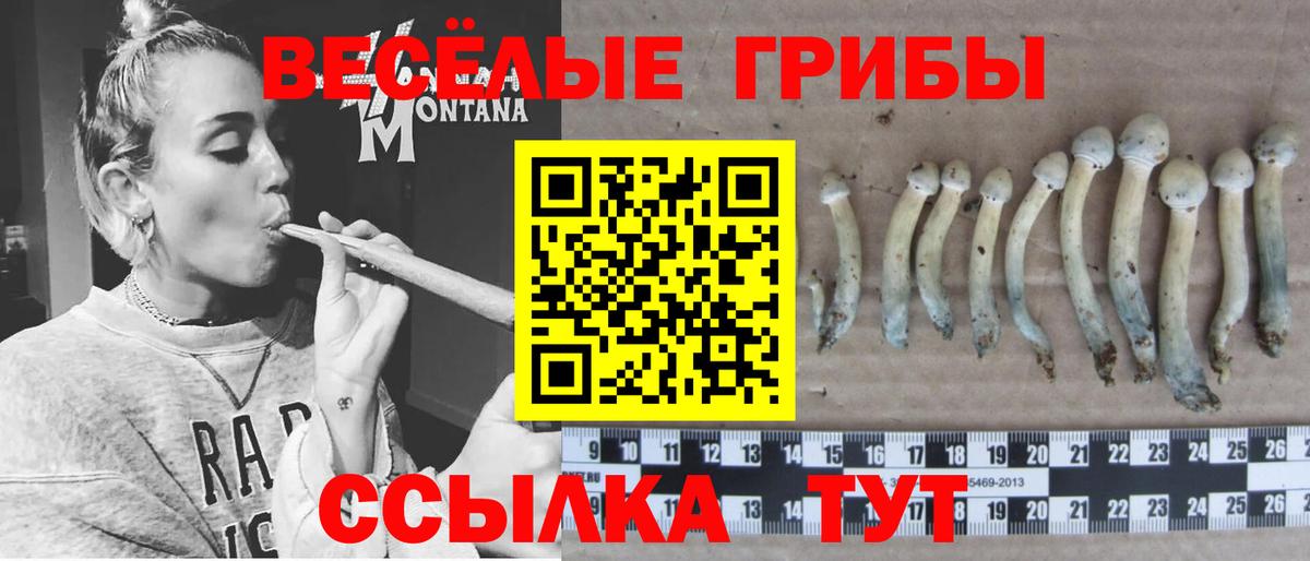 Алатырь  дарнет шоп  Вход с VPN  Псилоцибиновые грибы мухоморы  Псилоцибиновые грибы Psilocybe 